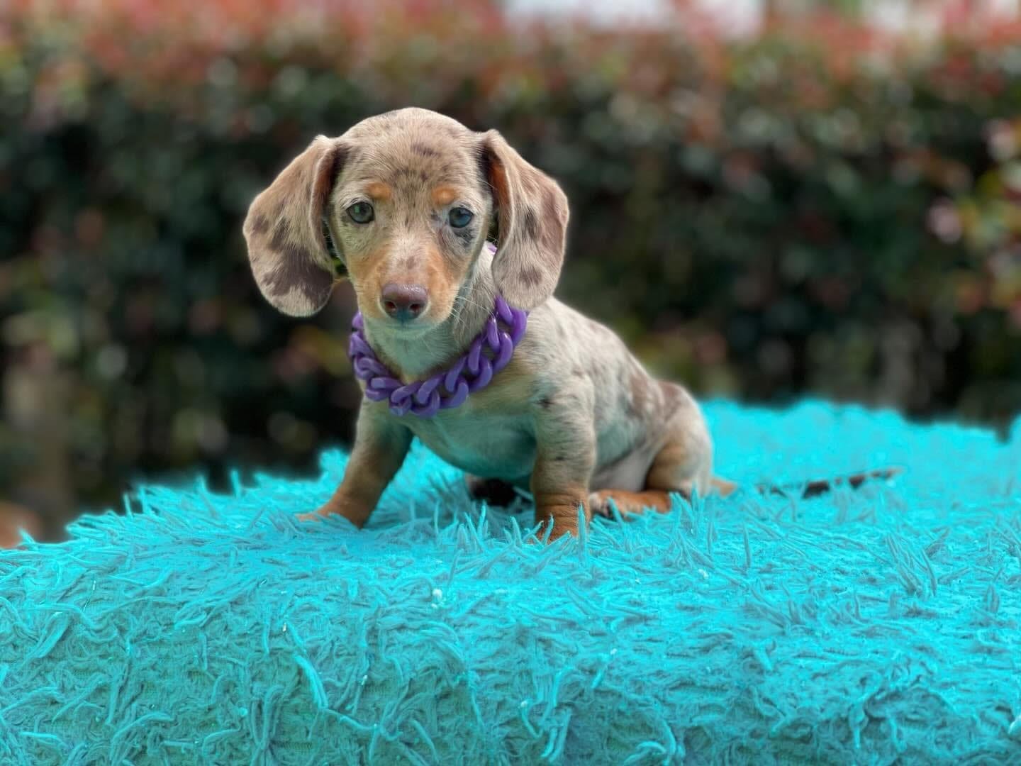 Buy Dachshund puppies