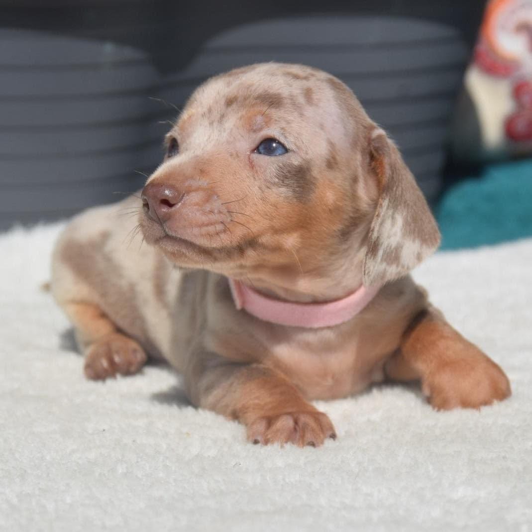 Affordable Dachshund puppies